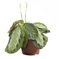 Maranta leuconeura ‘Momagrey’ Exclusive Grey | 12 cm pot | 35 cm hoog