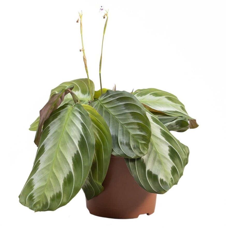 Maranta leuconeura ‘Momagrey’ Exclusive Grey | 12 cm pot | 35 cm hoog