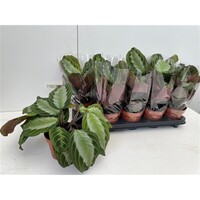 Maranta leuconeura ‘Momagrey’ Exclusive Grey | 12 cm pot | 35 cm hoog