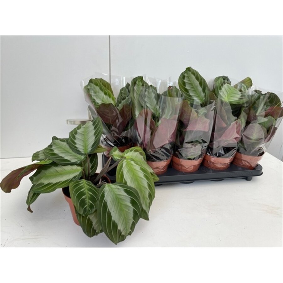 Maranta leuconeura ‘Momagrey’ Exclusive Grey | 12 cm pot | 35 cm hoog