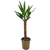 Yucca enkele stam | 21 cm pot | 95 cm hoog
