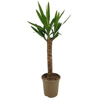 Yucca gigantea enkele stam | 21 cm pot | circa 95 cm hoog | sterke kamerplant en kuipplant