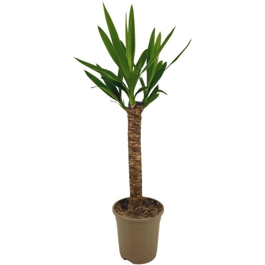 Yucca gigantea enkele stam | 21 cm pot | circa 95 cm hoog | sterke kamerplant en kuipplant