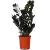 Zamioculcas Raven | 17 cm pot | ca. 65 cm hoog | 3 takken