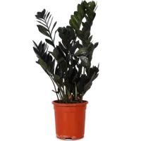 Zamioculcas Raven | zwarte ZZ plant | 17 cm pot | ca. 65 cm hoog | 3 takken
