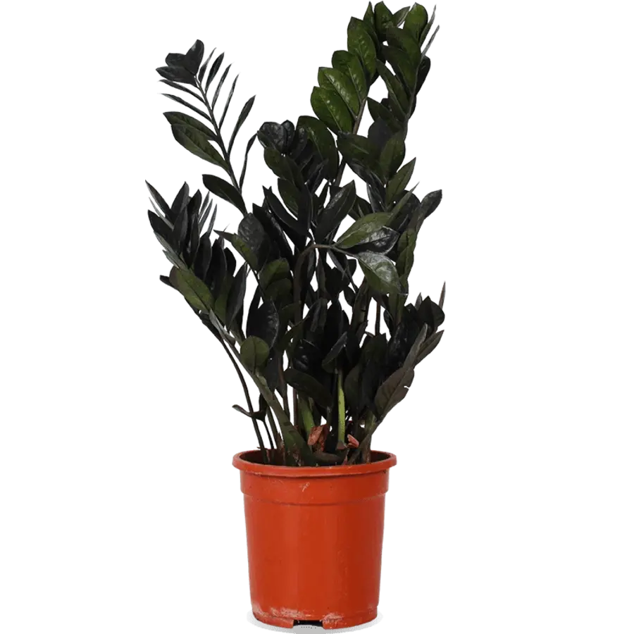 Zamioculcas Raven | zwarte ZZ plant | 17 cm pot | ca. 65 cm hoog | 3 takken