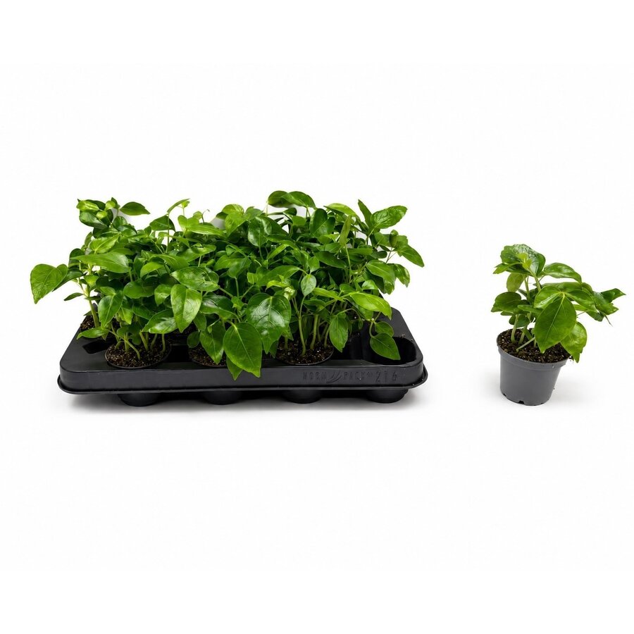 Schefflera Mini | compacte parapluplant | 7 cm pot | 15 cm hoog
