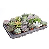 Succulenten mix | 5,5 cm pot | 8 cm hoog | per stuk