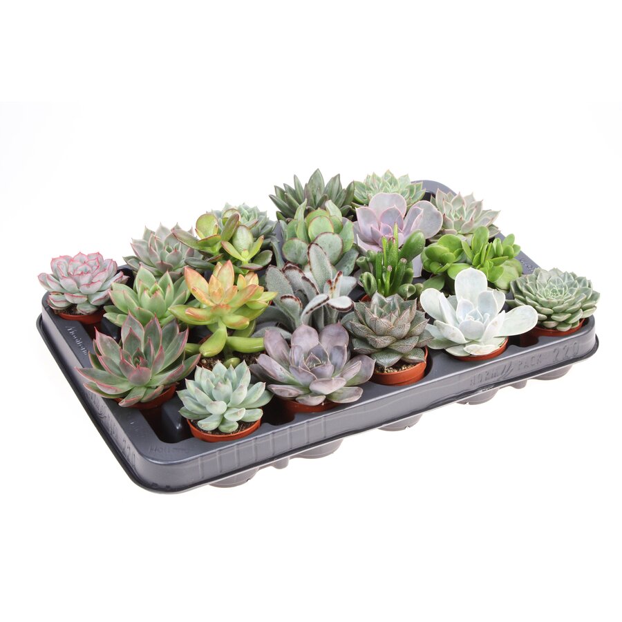 Succulenten mix | diverse vetplanten | 5,5 cm pot | 8 cm hoog | verkoop per stuk
