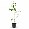 Ginkgo biloba | Japanse notenboom | 145 cm hoog