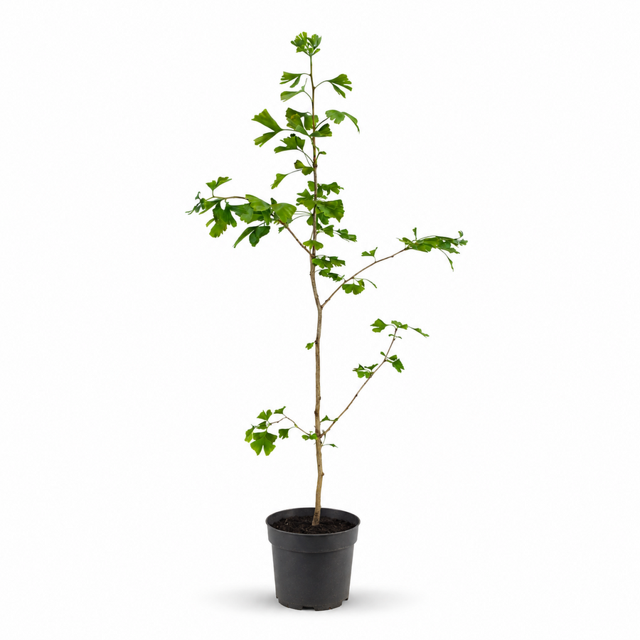 Ginkgo biloba | Japanse notenboom | 145 cm hoog | In 26 cm pot | Winterharde sierboom