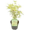 Acer palmatum Butterfly Silver Sensation | 40 cm hoog | 10 cm pot