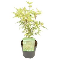 Acer palmatum Butterfly Silver Sensation | Japanse esdoorn | 40 cm hoog | In 10 cm pot | Bontbladige sierheester