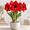 Hippeastrum rood | Amaryllis bloembol | binnen en buiten | per stuk