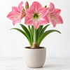 Hippeastrum roze | bloembol | voor binnen en buiten | per stuk