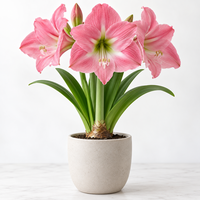 Hippeastrum roze bloembol | Grote roze bloemen | Voor binnen en beschut buiten | Per stuk