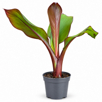 Ensete ventricosum 'Maurelii' | Rode sierbanaan | 55 cm hoog | In 14 cm pot