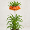 Fritillaria imperialis Aurora bloembol | per stuk