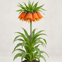 Fritillaria imperialis Aurora keizerskroon bloembol | Oranje voorjaarsbloeier | Verkoop per stuk