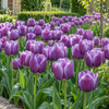 Bloembol Tulp | Tulip Triumph Synaeda Blue | 50 cm | per bol