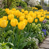 Tulipa Golden Parade bloembol | per stuk | tulphoogte 55 cm