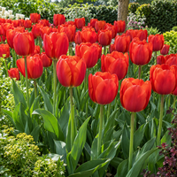 Bloembol Tulp Tulip Darwin Hybrid Oxford | rode Darwin hybride tulp | 55 cm | verkoop per bol