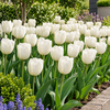 Bloembol Tulp Tulip Triumph Silver Dollar | tulphoogte 50 cm | verkoop per bol