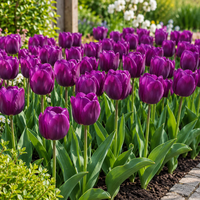 Tulipa Triumph Purple Flag | paarse Triumph tulp | losse tulpenbol | bloeihoogte ca. 40 cm | verkoop per bol