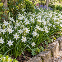 Ornithogalum umbellatum bloembol | Ster van Bethlehem | 15 cm hoog | Voorjaarsbloeier | Verkoop per bol