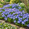 Chionodoxa luciliae bloembol | vroege voorjaarsbloeier | 15 cm hoog | verkoop per bol