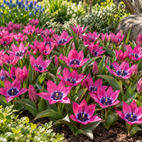 Tulipa humilis Little Beauty bloembol | botanische roze tulp | ca. 10 cm hoog | bloeit midden voorjaar | verkoop per bol
