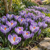 Crocus vernus Striped Beauty | bloembol per stuk | 10 cm hoog