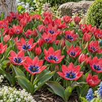 Tulipa Little Beauty | Specie tulp bloembollen | rood met blauwe kern | 8 stuks | Voor tuin, balkon en terras