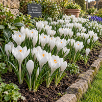 Crocus Large Flowering wit | grootbloemige witte krokus bloembollen | 10 stuks | bloeihoogte ca. 10 cm