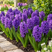Hyacinthus orientalis (hyacint paars) | 3 bloembollen | ca. 25 cm hoog bij levering | geurige voorjaarsbloeier