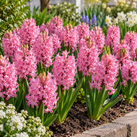 Hyacinthus orientalis roze hyacint | 3 bloembollen | ca. 25 cm hoog | geurige voorjaarsbloeier voor tuin, balkon en terras