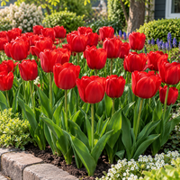Tulipa Darwin Hybrid rode tulp | 7 bloembollen | ca. 25 cm hoog | sterke rode voorjaarstulp voor border en pot