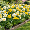 Gemengde Narcissen | bloembollen | 8 stuks | ca. 25 cm hoog