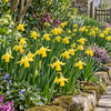 Narcissus cyclamineus | Bloembollen | 5 stuks | 15 cm hoog