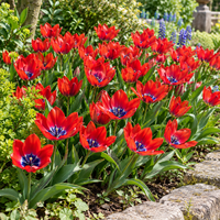 Tulipa Specie rood met blauwe kern | bolmaat 6/7 | 8 bloembollen | soorttulp voor tuin, balkon en terras