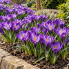 Krokus paars | bloembollen 10 stuks | 15 cm hoog