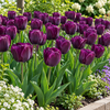 Tulipa Triumph donker paarse tulp bloembollen | 7 stuks | 45 cm hoog