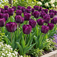 Tulipa Triumph donker paarse tulp bloembollen | 7 stuks | ca. 45 cm hoog | Voor tuin, balkon en terras