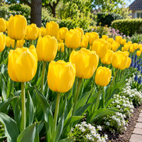 Tulipa Darwin Hybrid gele tulp | 5 bloembollen | ca. 55 cm hoog | sterke voorjaarstulp