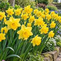 Grote gele Narcis | Narcissus Large Cupped | 5 bloembollen | Voorjaarsbloeier | 45 cm hoog