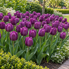 Tulipa Triumph | Paarse tulp | Bloembollen | 8 stuks | 40 cm hoog