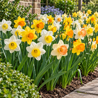 Narcissus Large Cupped Mix | gemengde narcissen | 5 bloembollen | grootkronige voorjaarsbloeier | ca. 40 cm hoog