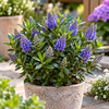 Hebe 'Taupo' | ca. 30 cm hoog | 12 cm pot