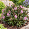 Hebe 'Taharua' | 30 cm hoog | 12 cm pot