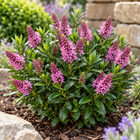 Hebe 'Kirikau' struikveronica | 30 cm hoog | In 12 cm pot | Compacte roze bloeier voor tuin, balkon en terras